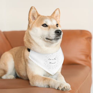 Dog wearing the Live in the Moment Dog Collar Bandana in White. The Live in the Moment design features the the phrase "Live in the Moment" surrounded by a circle of shooting stars. Comes with adjustable black collar.